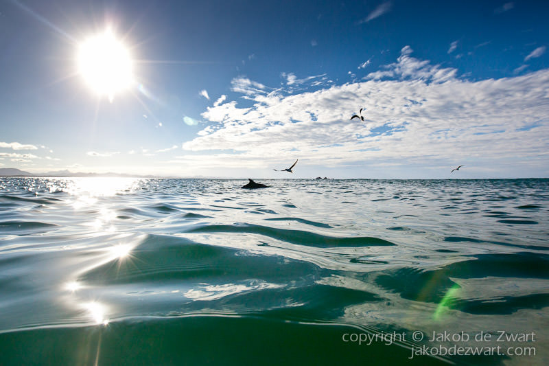 swimming in the water with dolphins
