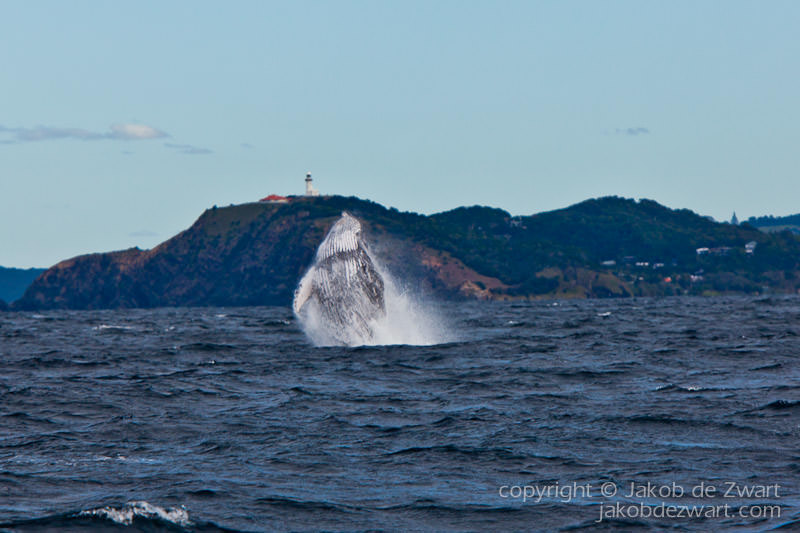humpback breaches in front of byron bay light house