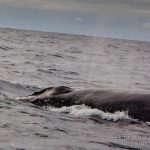 humpback so close