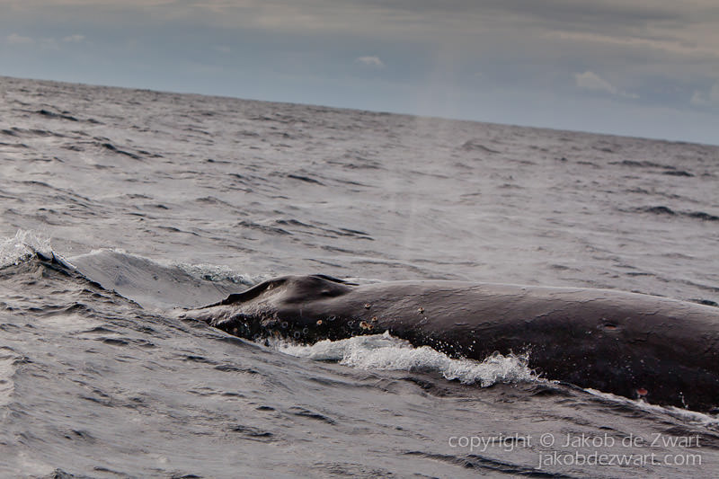 humpback so close