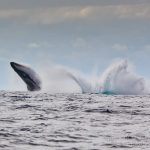 humpback whales causing a huge splash
