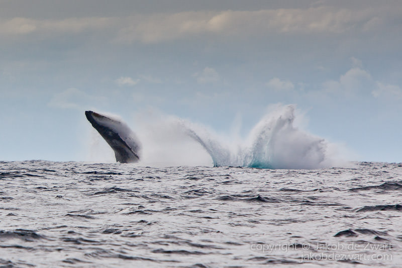humpback whales causing a huge splash