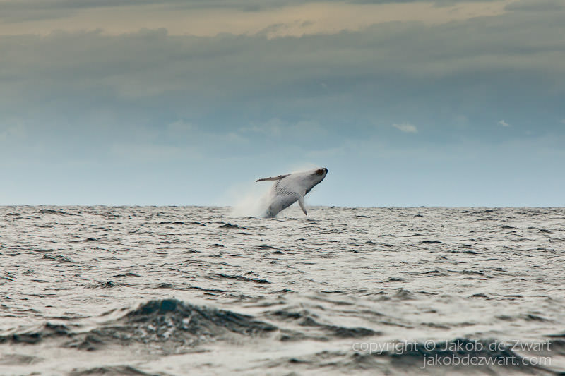 breach