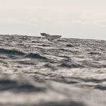 whale tail