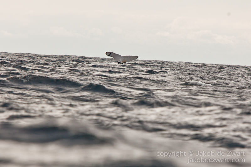 whale tail