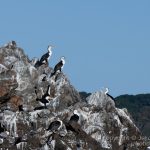 local bird sitting on Julian rocks