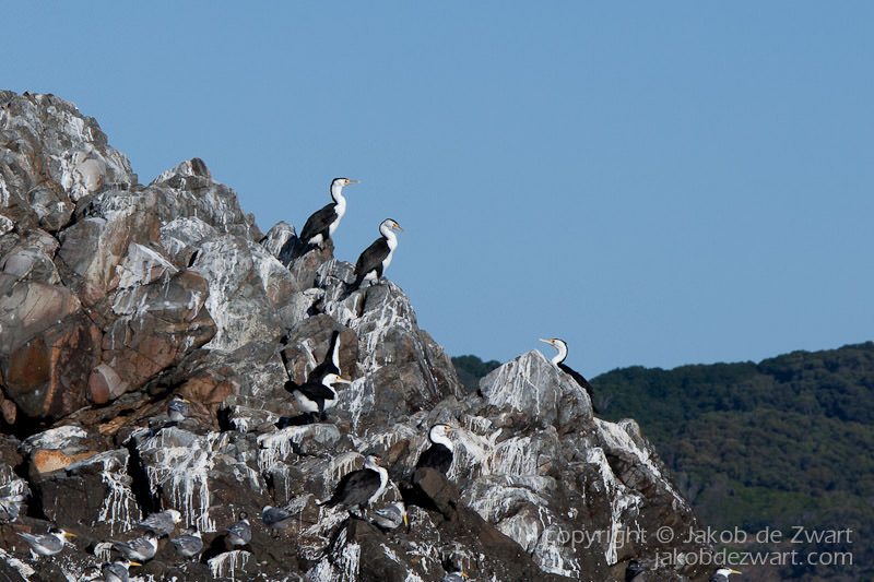local bird sitting on Julian rocks
